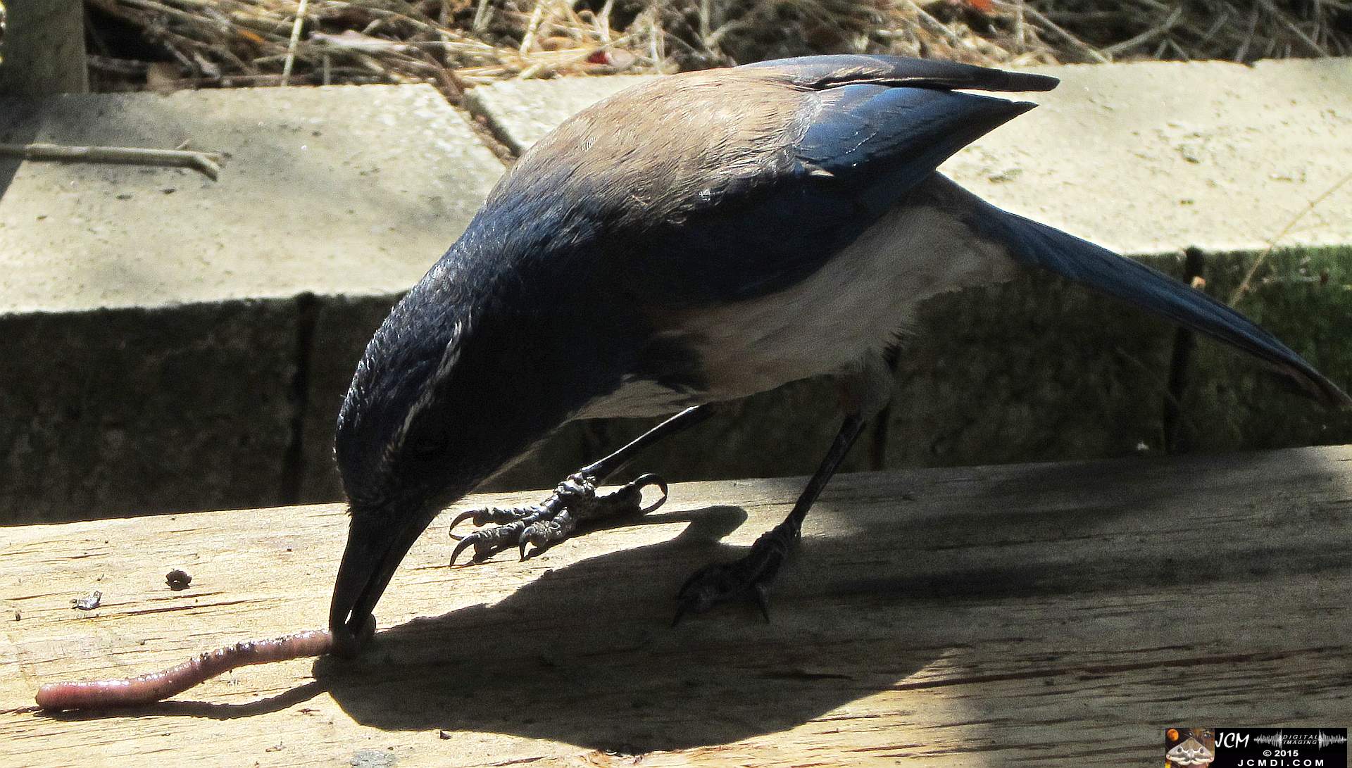 Scrub Jay Documentary documentary worm bait